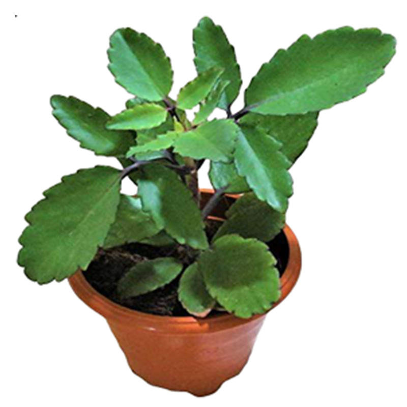 Ranakalli Plant